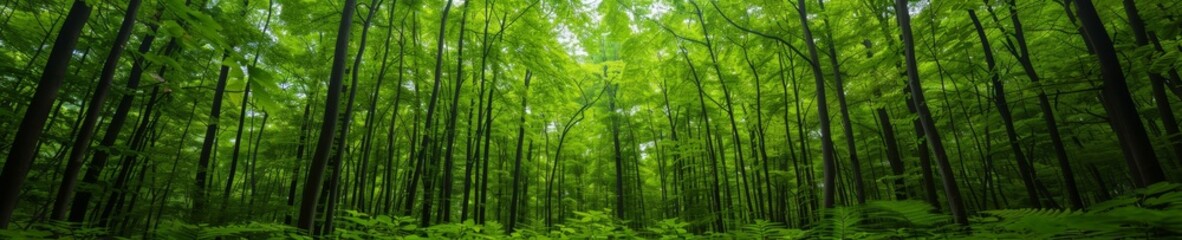 lush green forest canopy, sunlight filtering through dense foliage, tranquil nature scene, serene atmosphere, peaceful woodland, natural background, vibrant greenery, outdoor nature photography, summe