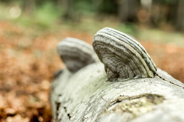 fallen beech trunk with mushrooms..