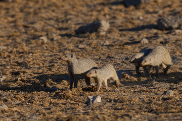 Group of Banded Mongoose (Mungos mungo) approaching a waterhole in Etosha National Park, Namibia