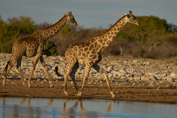 Giraffe (Giraffa camelopardalis) at a waterhole in Etosha National Park, Namibia