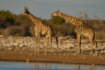 Male giraffe (Giraffa camelopardalis) checking if a female is in oestrus at a waterhole in Etosha National Park, Namibia