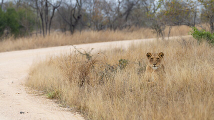 a lioness resting in dry grass