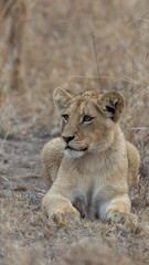 a young lion cub portrait in the wild