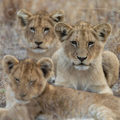 Young lion cubs during the dry season