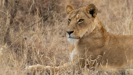 a lioness resting in dry grass