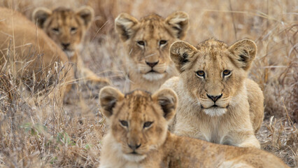 Young lion cubs during the dry season