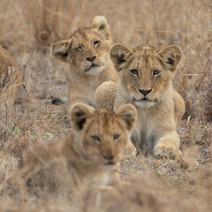 Young lion cubs during the dry season