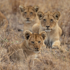 Young lion cubs during the dry season