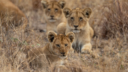 Young lion cubs during the dry season