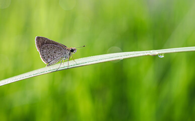 Close-up of owl butterfly on a blade of grass with raindrops in the natural light on a beautiful morning.