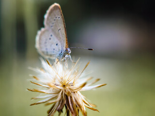 Close-up of butterfly on a flower in the natural light on a beautiful morning. macro butterfly