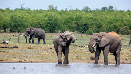 Two African bush elephants drinking front view in lake side in Kruger National park, South Africa ; Specie Loxodonta africana family of Elephantidae