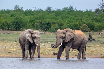Two African bush elephants drinking front view in lake side in Kruger National park, South Africa ;...