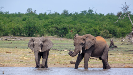 Two African bush elephants drinking front view in lake side in Kruger National park, South Africa ;...