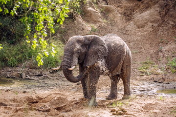 African bush elephant spreading out water from sand riverbed in Kruger National park, South Africa...