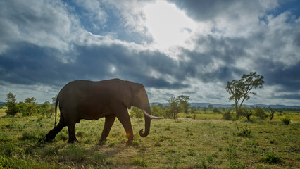 Obraz premium African bush elephant tusker walking in savanna under cloudy sky in Kruger National park, South Africa ; Specie Loxodonta africana family of Elephantidae