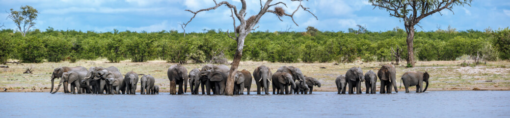 African bush elephant herd drinking in lakeside front view in Kruger National park, South Africa ;...