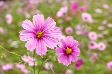 秋桜