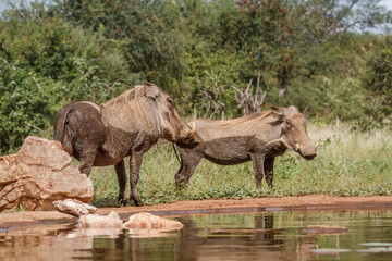 Fototapeta premium Two Common warthog standing along waterhole after bath in Kruger National park, South Africa ; Specie Phacochoerus africanus family of Suidae