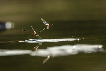 Mating of dragonfly over the water with reflection in Kruger National park, South Africa