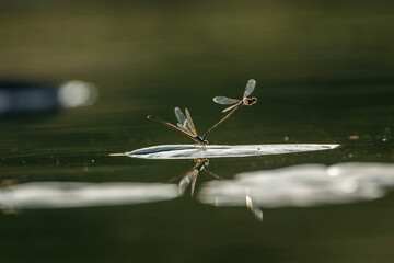 Mating of dragonfly over the water with reflection in Kruger National park, South Africa