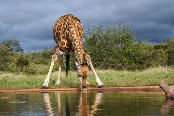 Giraffe drinking front view in waterhole in Kruger National park, South Africa ; Specie Giraffa...