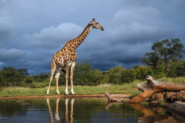 Giraffe along waterhole with cloudy sky in Kruger National park, South Africa ; Specie Giraffa...