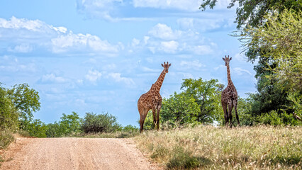 Two Giraffes along safari gravel road in Kruger National park, South Africa ; Specie Giraffa camelopardalis family of Giraffidae