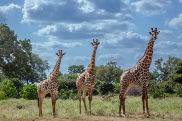 Three Giraffes in green bush in Kruger National park, South Africa ; Specie Giraffa camelopardalis family of Giraffidae
