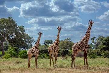 Three Giraffes in green bush in Kruger National park, South Africa   Specie Giraffa camelopardalis family of Giraffidae © PACO COMO