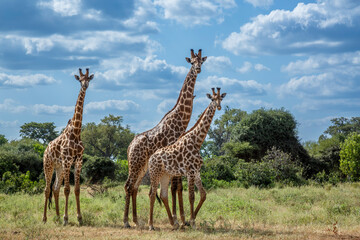 Three Giraffes in green bush in Kruger National park, South Africa ; Specie Giraffa camelopardalis family of Giraffidae