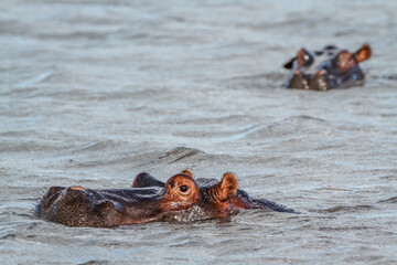 Fototapeta premium Hippopotamus portrait swimming in water in Kruger National park, South Africa ; Specie Hippopotamus amphibius family of Hippopotamidae