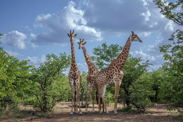Fototapeta premium Three Giraffes in green bush in Kruger National park, South Africa ; Specie Giraffa camelopardalis family of Giraffidae