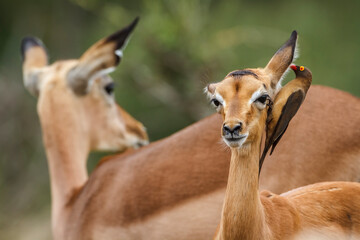 Young Common Impala with oxpecker grooming in Kruger National park, South Africa ; Specie Aepyceros melampus family of Bovidae