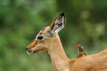 Young Common Impala with oxpecker grooming in Kruger National park, South Africa ; Specie Aepyceros melampus family of Bovidae