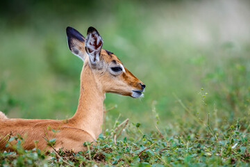 Young Common Impala portrait lying down in grass in Kruger National park, South Africa ; Specie Aepyceros melampus family of Bovidae