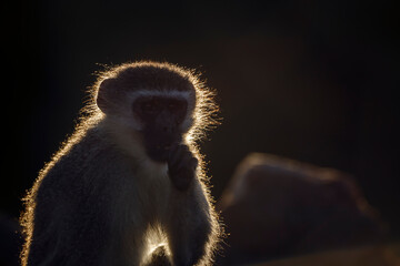 Vervet monkey portrait in backlit sucking his thumb in Kruger National park, South Africa ; Specie Chlorocebus pygerythrus family of Cercopithecidae