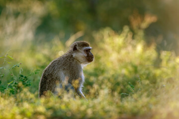 Vervet monkey seated in middle of grass in Kruger National park, South Africa ; Specie Chlorocebus pygerythrus family of Cercopithecidae