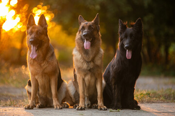 german shepherd dog and owner