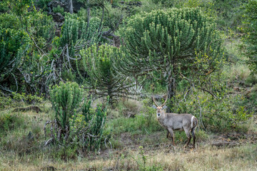 Common Waterbuck male in lush vegetation in Kruger National park, South Africa ; Specie Kobus ellipsiprymnus family of Bovidae