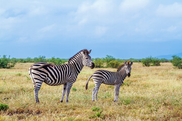 Plains zebra female and cub in Kruger National park, South Africa ; Specie Equus quagga burchellii family of Equidae