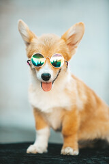 Obraz premium Corgi puppy wearing sunglasses