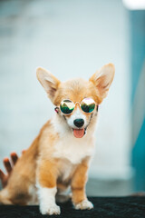 Corgi puppy wearing sunglasses