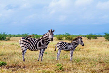Plains zebra female and cub in Kruger National park, South Africa ; Specie Equus quagga burchellii family of Equidae