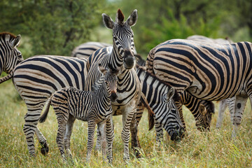 Plains zebra female and cub in Kruger National park, South Africa ; Specie Equus quagga burchellii family of Equidae