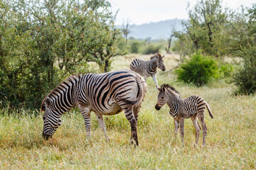 Plains zebra female and cub in Kruger National park, South Africa ; Specie Equus quagga burchellii family of Equidae
