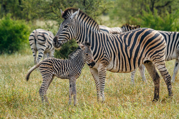 Plains zebra female and cub in Kruger National park, South Africa ; Specie Equus quagga burchellii family of Equidae