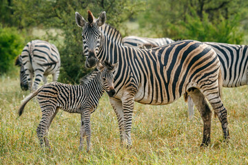 Plains zebra female and cub in Kruger National park, South Africa ; Specie Equus quagga burchellii family of Equidae