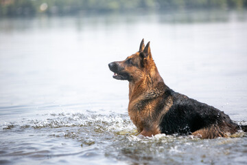 Shepherd dog on the river