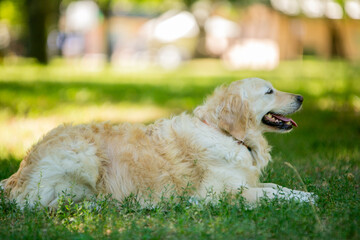 golden retriever on the grass